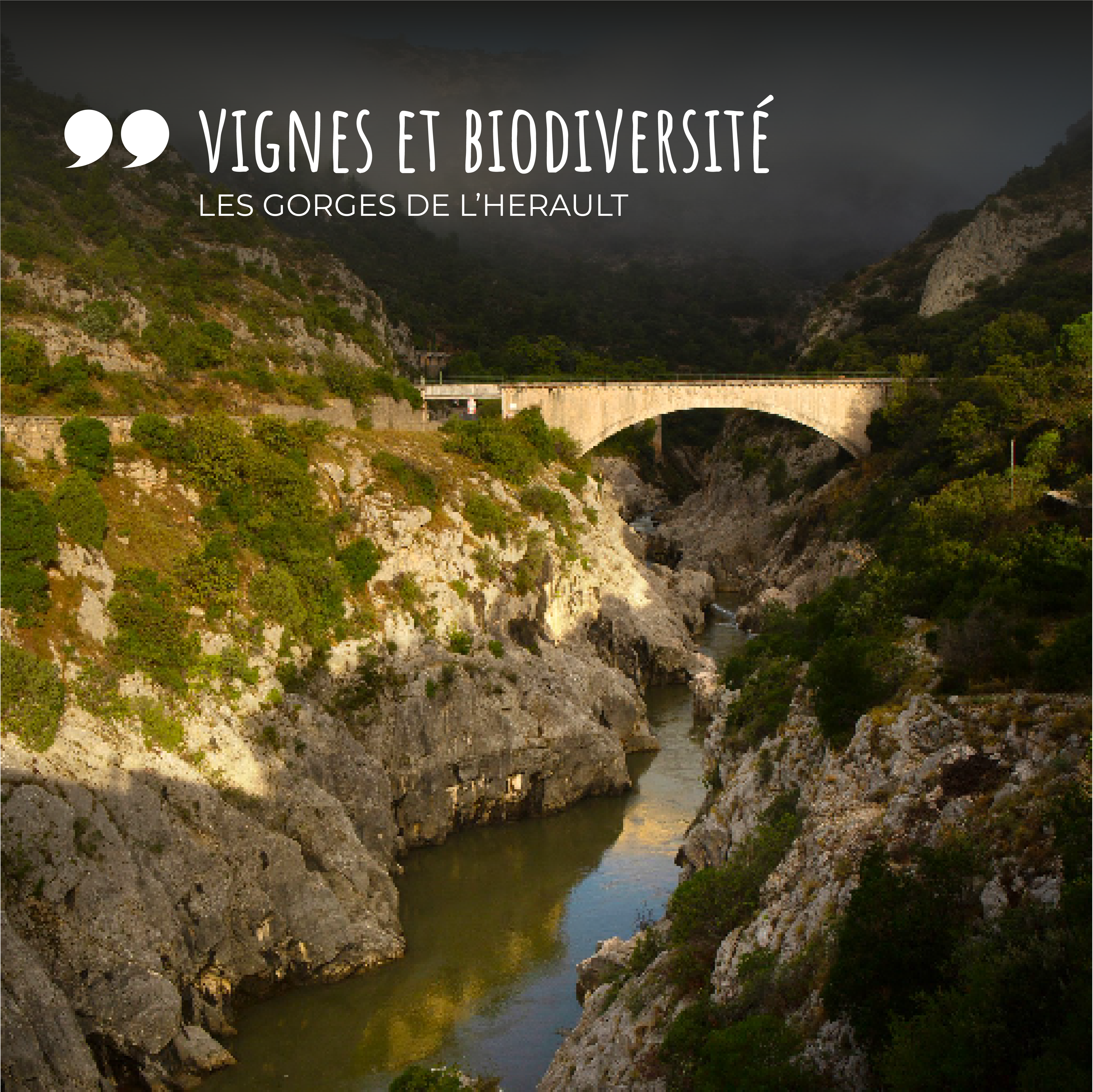 1 – Vignes et Biodiversité en Terrasses du Larzac – Les Gorges de l’Hérault