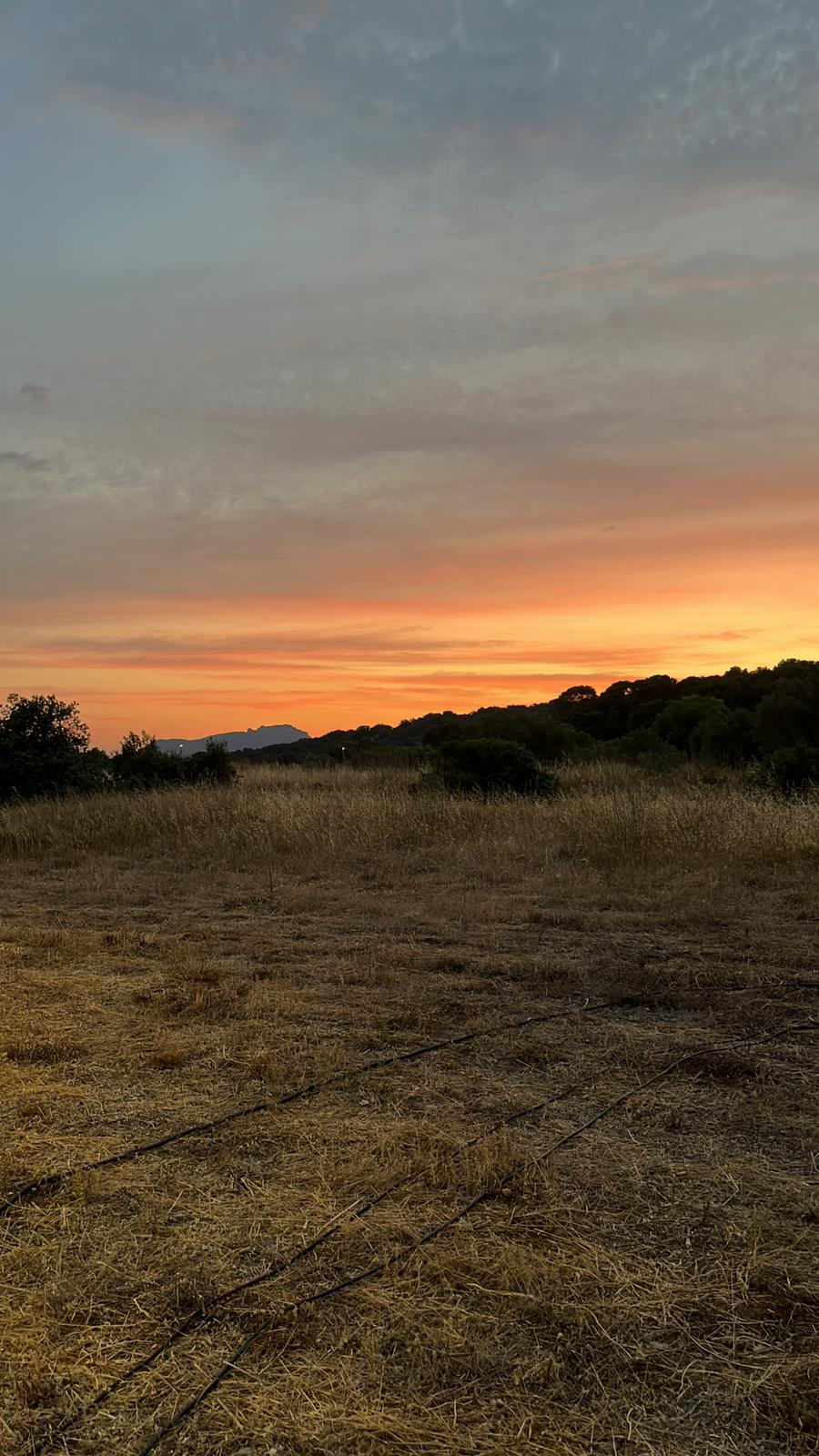 Balade et dégustation AOP Terrasses du Larzac au coucher du soleil
